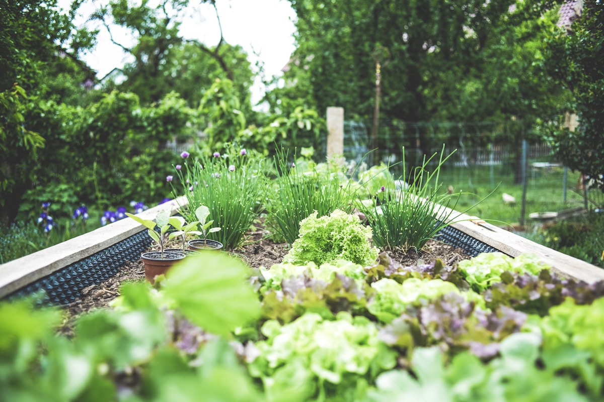The McGowan Garden