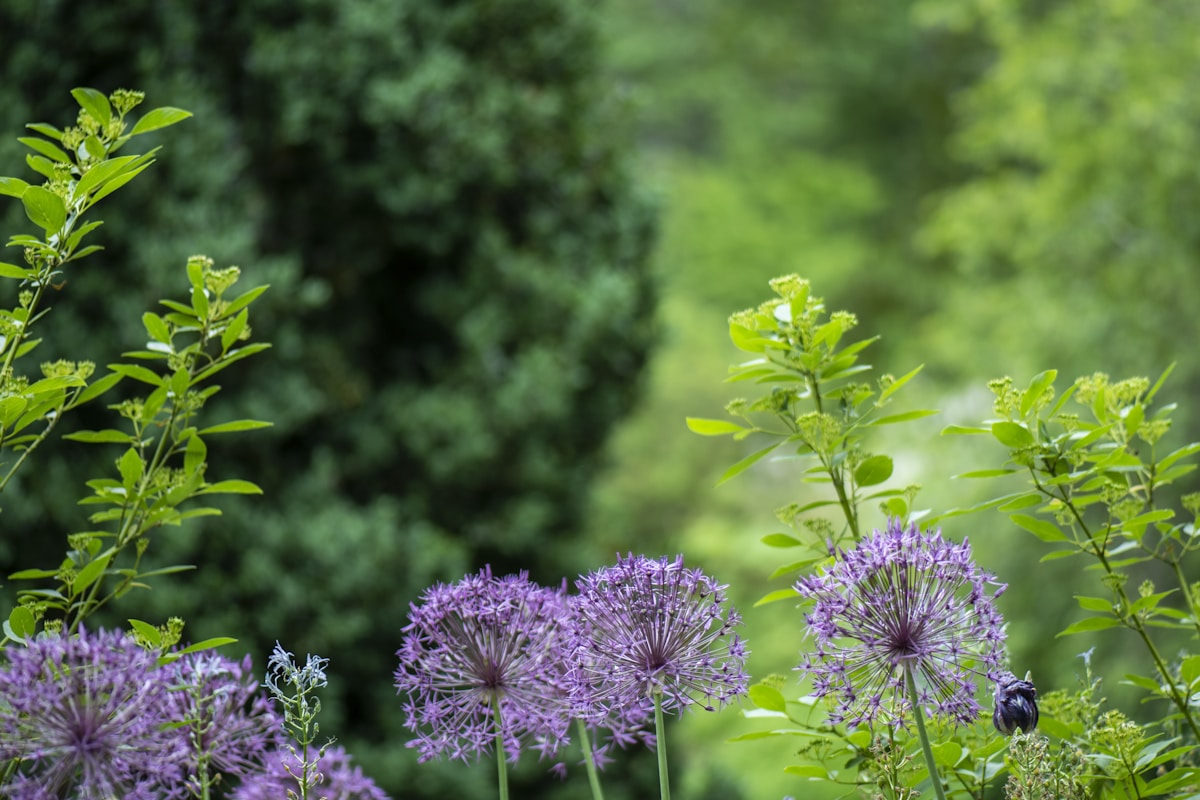 The McGowan Garden
